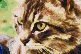 Intent Cat Face
