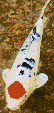 Hinomaru Koi