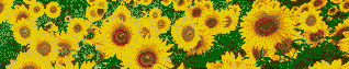 Sunflower Splashback - Mosaic Art