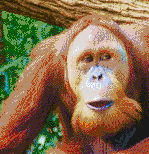 Orangutan Face - Mosaic Art