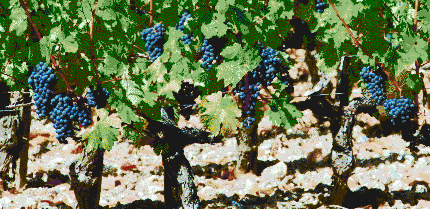 Bordeaux Vineyard - Mosaic Art