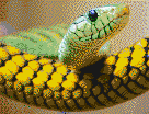 Snakehead - Mosaic Art