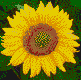 Sunflower - Mosaic Art
