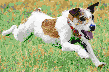 Terrier Racing - Mosaic Art