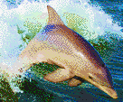 Dolphin Jumping in Wake - Mosaic Art
