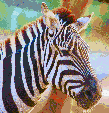 Zebra Head - Mosaic Art