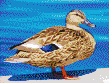 Female Mallard Duck - Mosaic Art