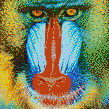 Mandrill Baboon Face - Mosaic Art