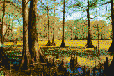 Louisiana Swamp - Mosaic Art