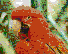 Red and Green Macaw - Mosaic Art