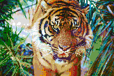 Sumatran Tiger - Mosaic Art