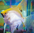 Gold Angelfish - Mosaic Art