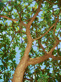 Medlar Tree - Mosaic Art