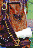 Race Horse Face (Lexington, Kentucky) - Mosaic Art