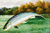 Salmon Leaping - Mosaic Art