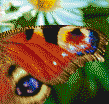 Peacock Butterfly Wing - Mosaic Art