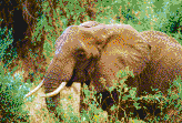 African Elephant - Mosaic Art