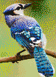 Blue Jay - Mosaic Art