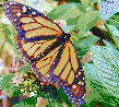 Monarch Butterfly - Mosaic Art