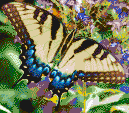 Swallowtail Butterfly - Mosaic Art